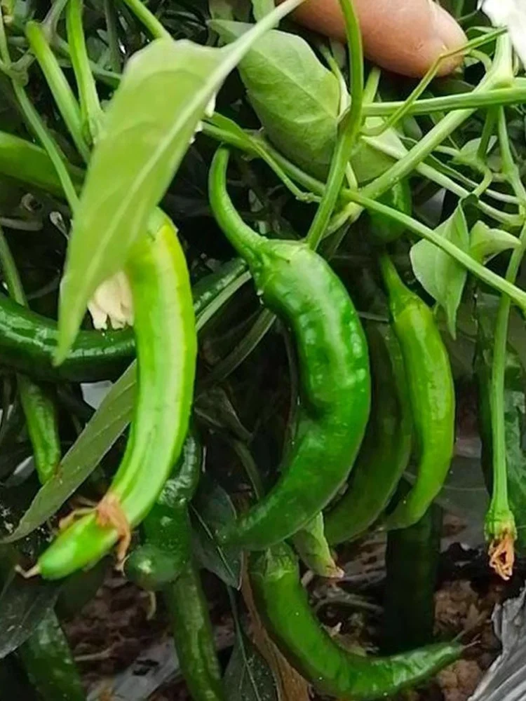 把握种菜黄金期，2月下旬到3月种这些蔬菜