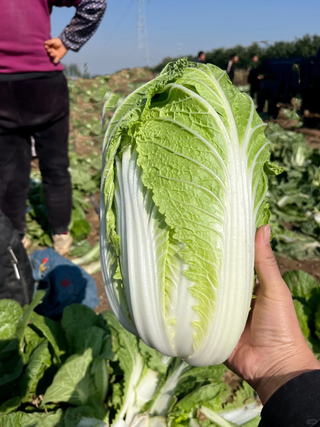 自家种的有机大白菜，留一部分给?吃