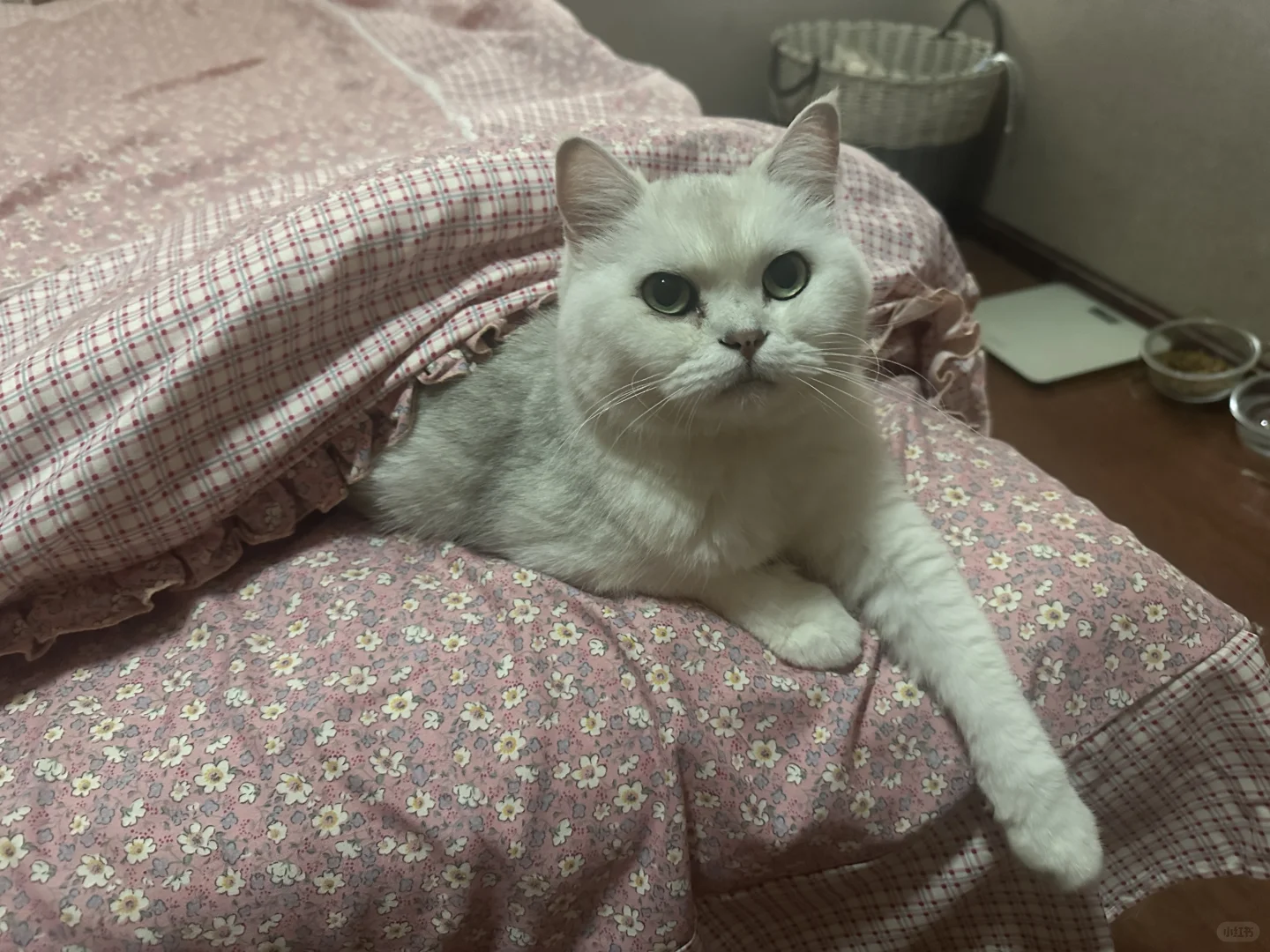 鱼跃制氧机 猫咪吸氧