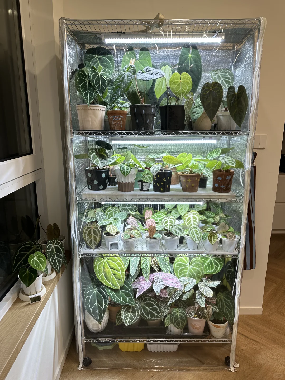 上海花烛过冬（抠搜版