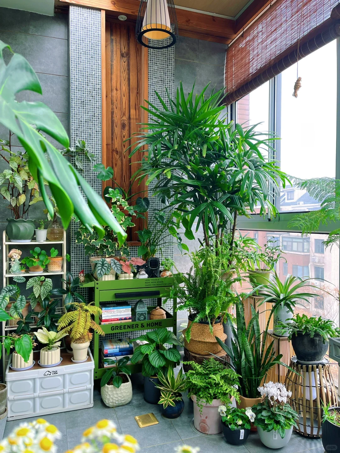 我的2023阳台小森林布置18图｜供参考