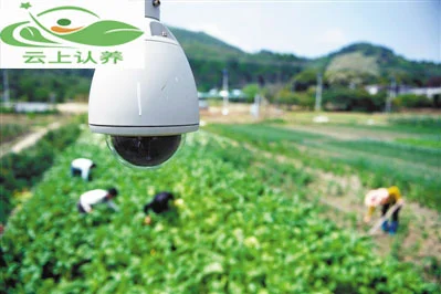 云上认养—可视化认养新模式：实现农业认养