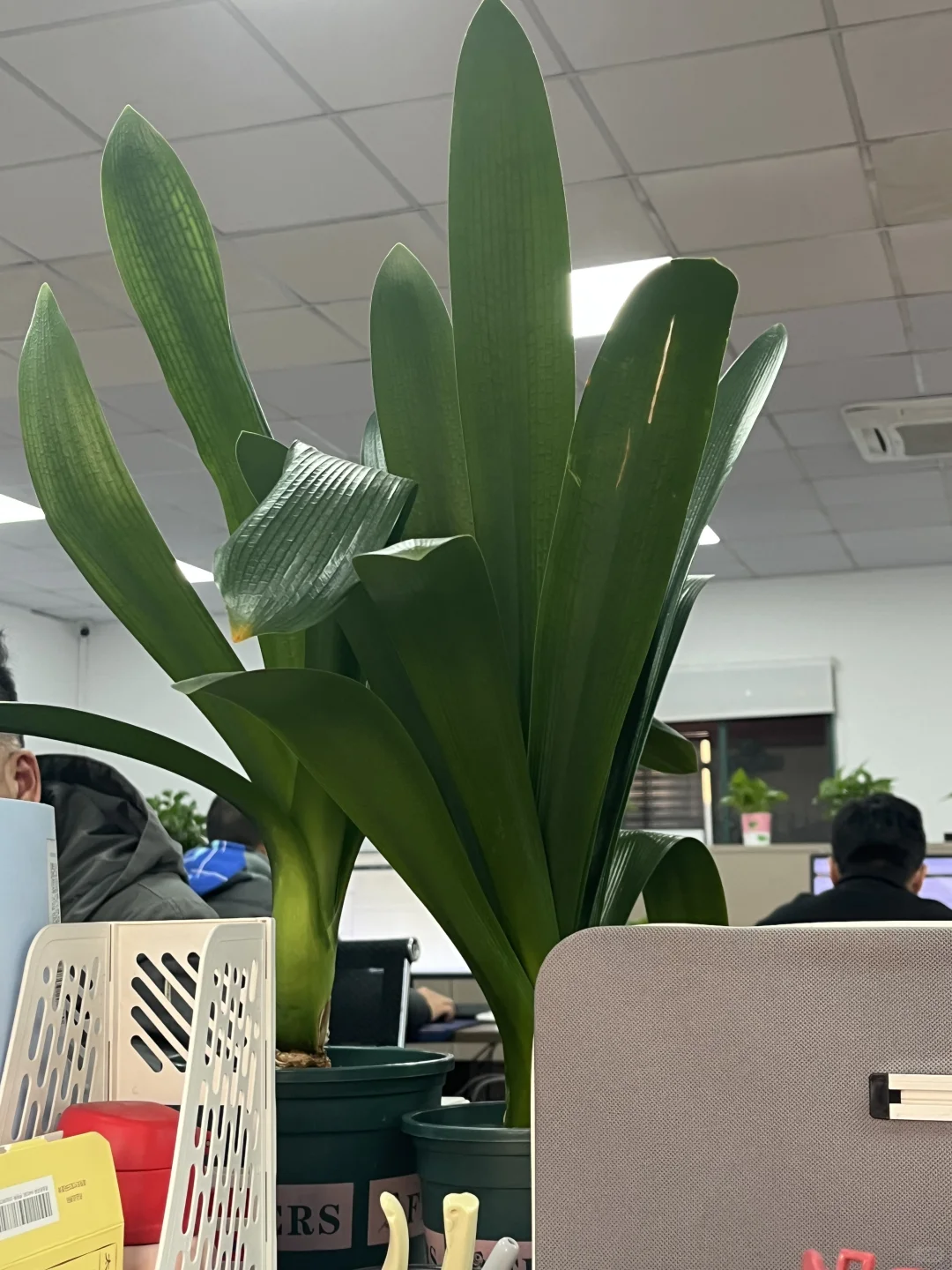 00后毕业女大钢材生卖钢第422天?