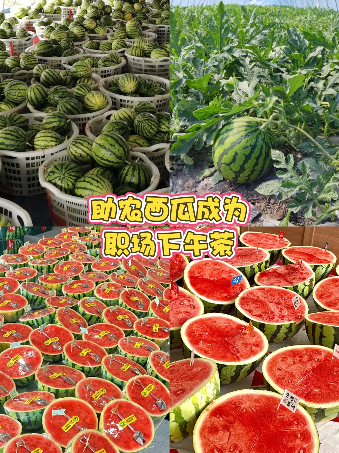 爱心助农行动！联系我们，传递爱心