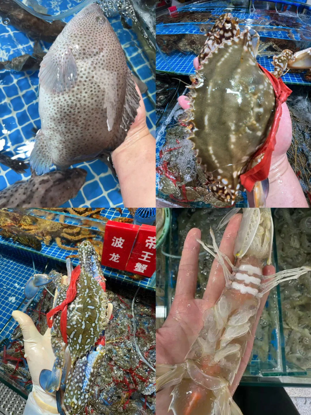 11.17海鲜报价‼️北海便民市场【便民海鲜】