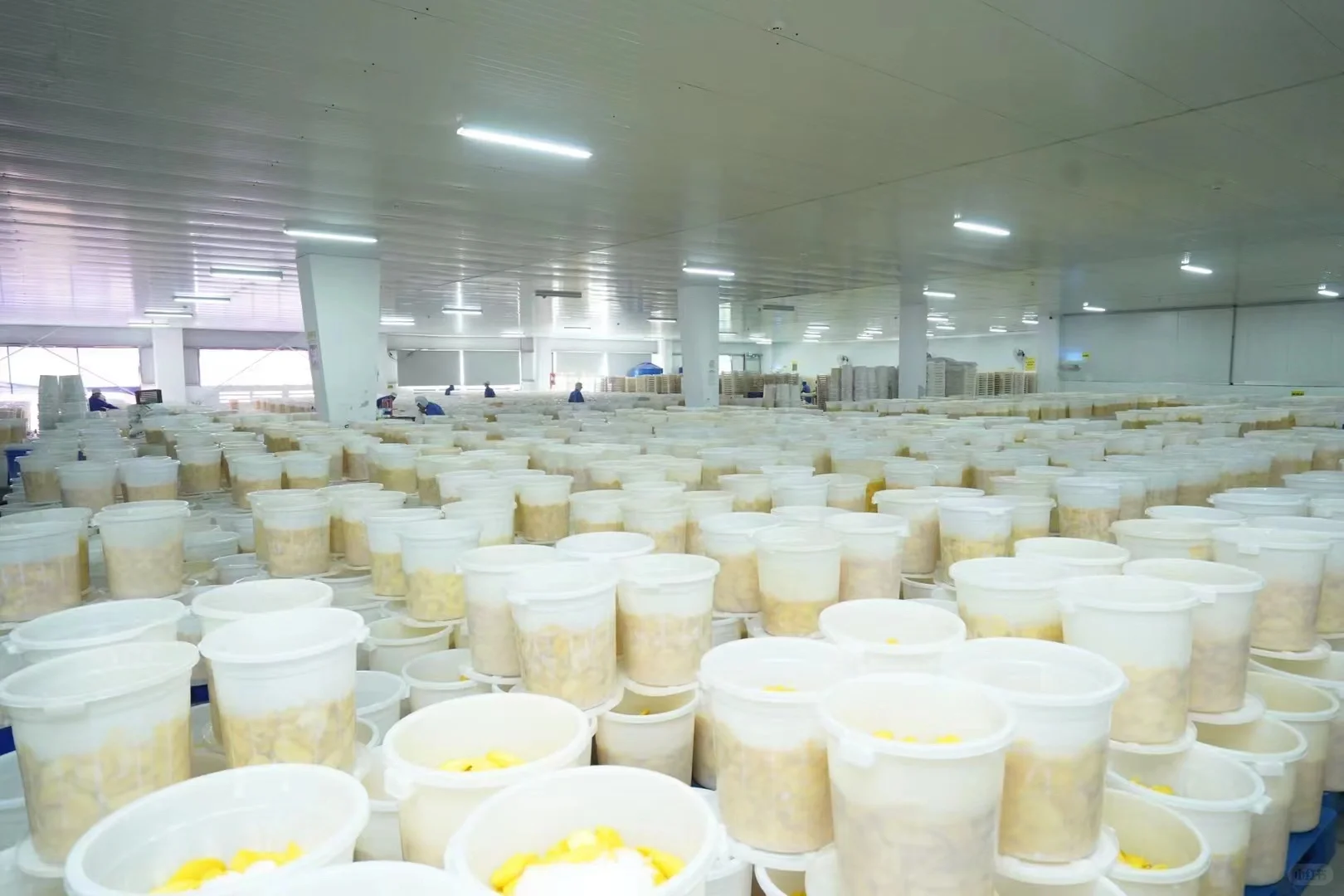 越南芒果干工厂 寻找中国的经销商