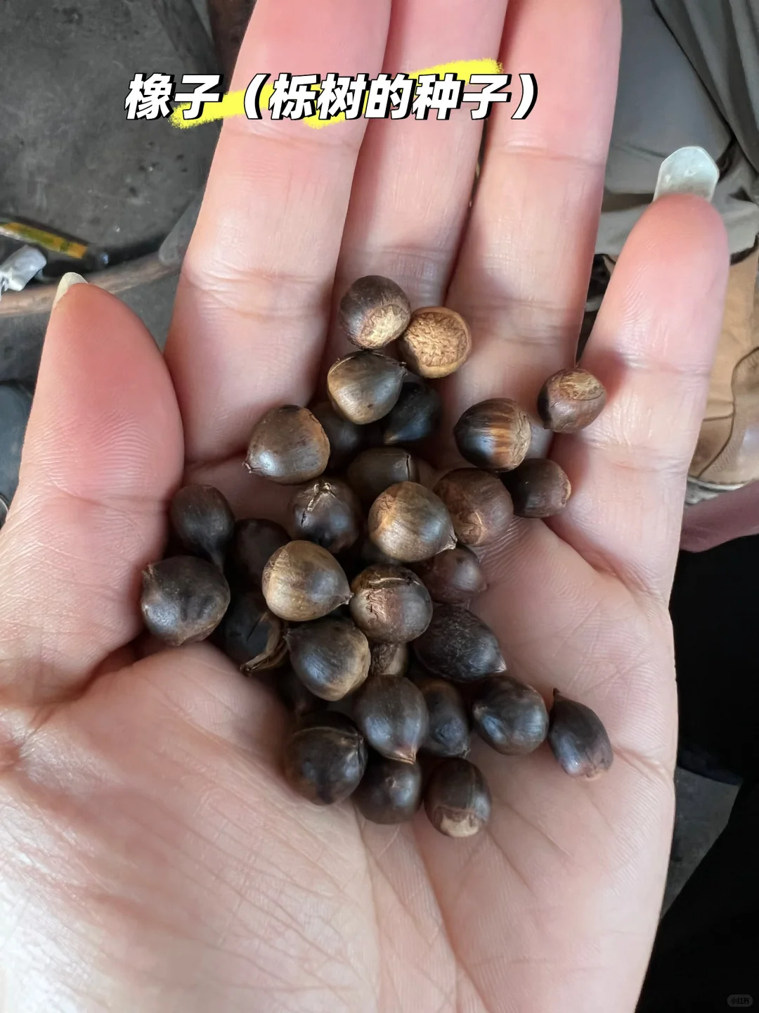 橡子（栎树种子）营养成分