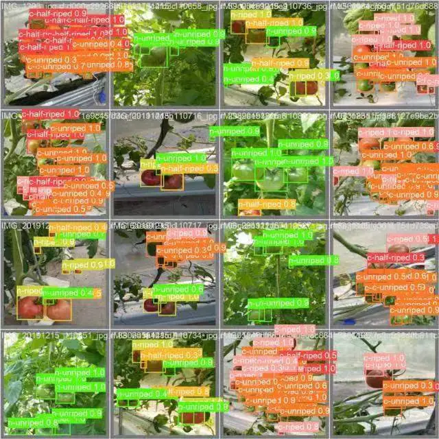 智慧农业：YOLOv5番茄成熟度检测