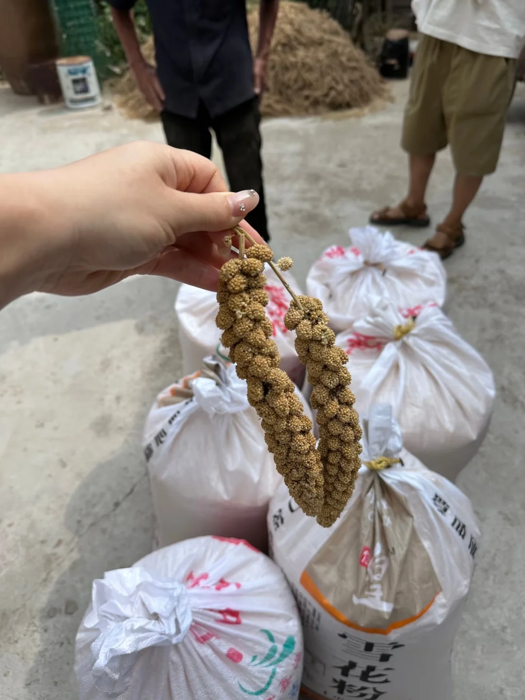 2025年应季新鲜黄小谷子 带壳小米有需要的