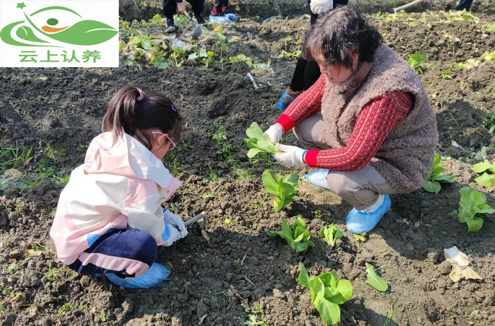 云上认养——土地认养模式，发展前景如何？