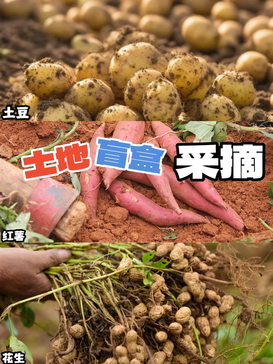 工会秋季助农体验 暖心又好玩 一起助力乡村