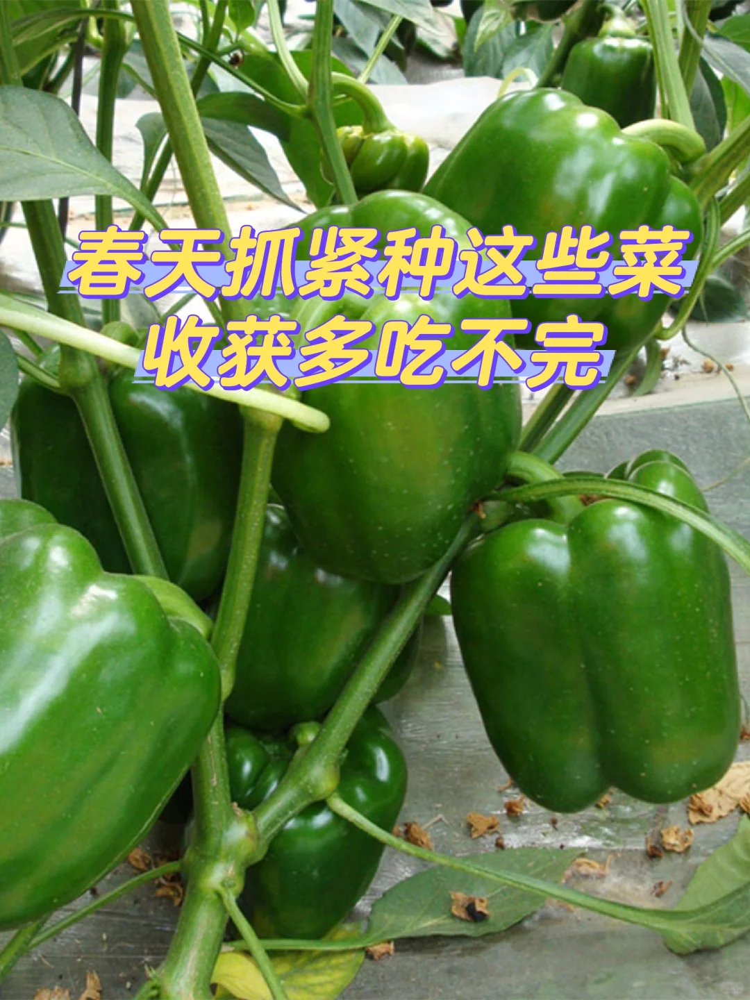 春天种上这6种菜，能吃几个月根本摘不完