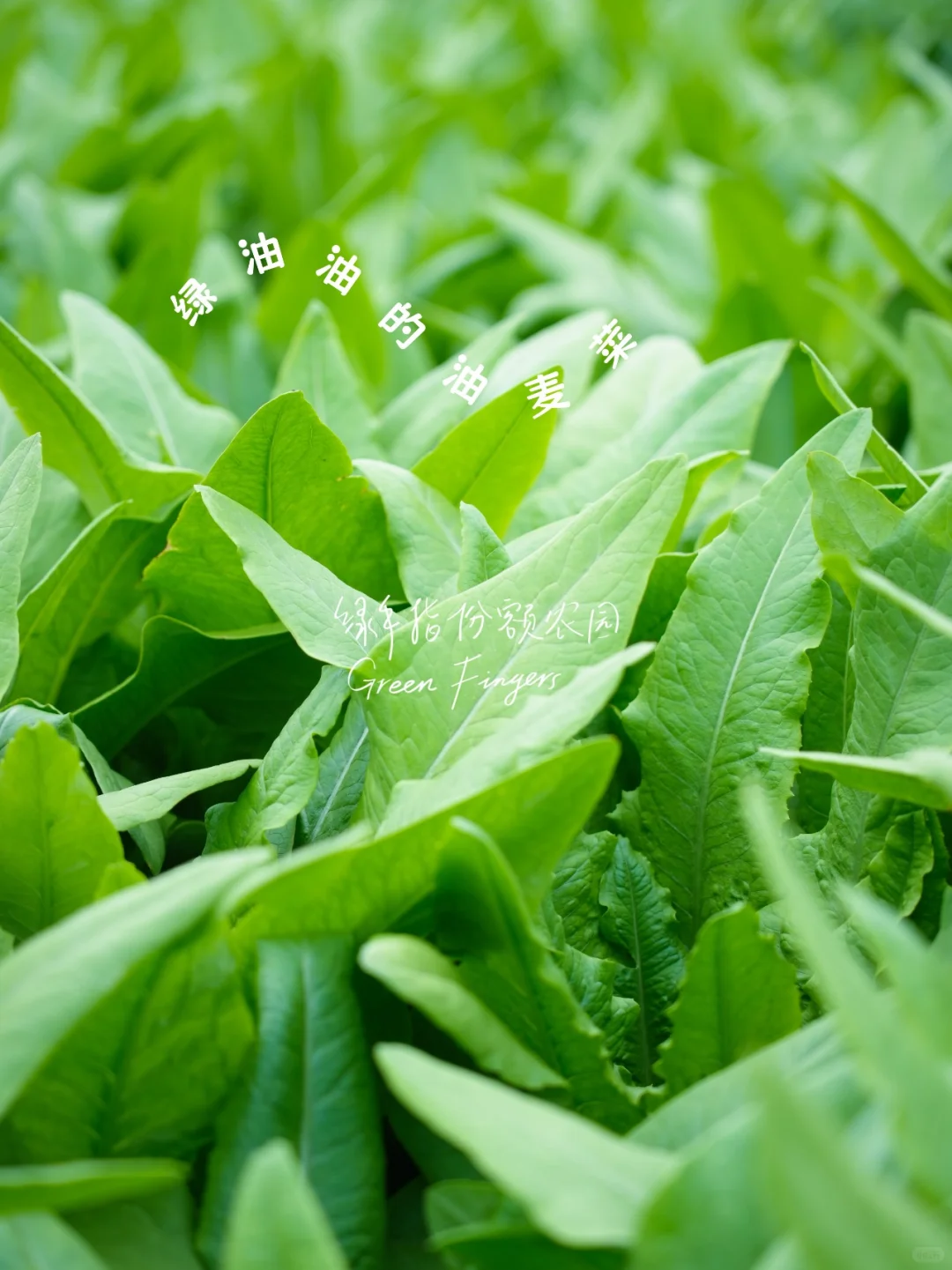 开春蔬菜大狂欢