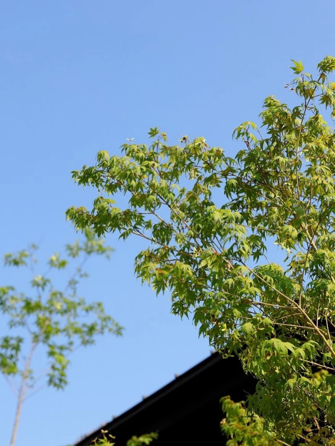 超简约花园绿植造景