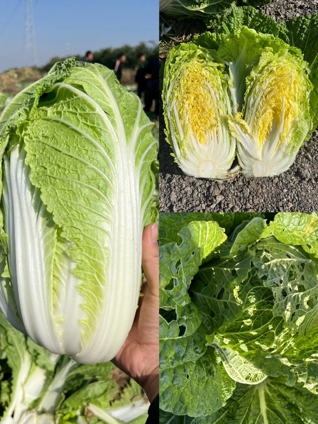 自家种的有机大白菜，留一部分给?吃