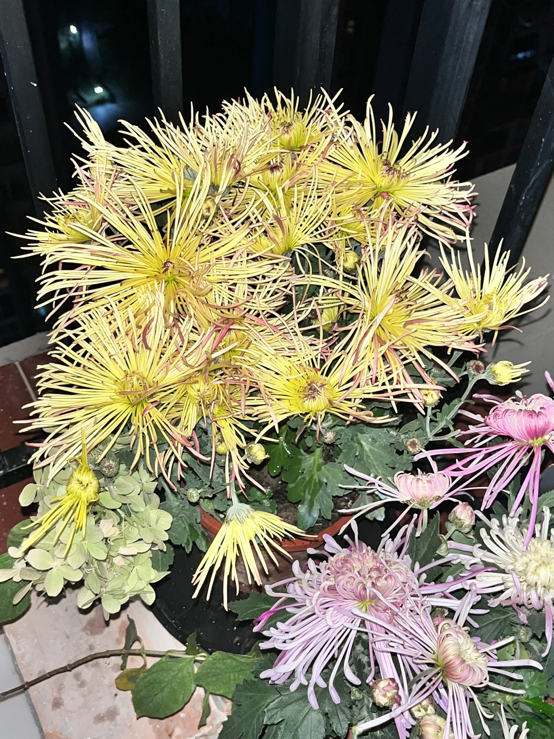 均价不到20的植物