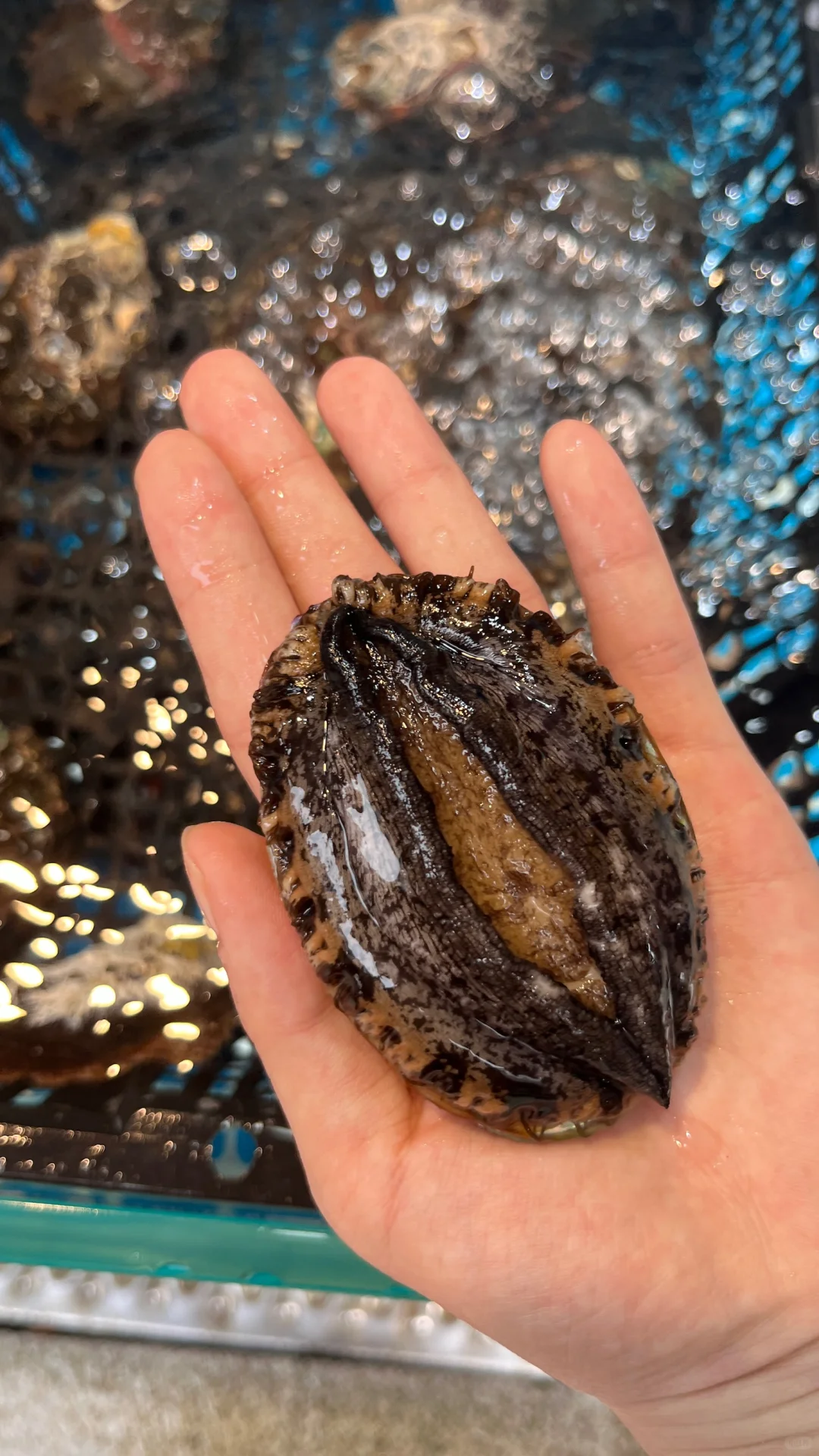 11.18海鲜实时报价｜便民市场竹林佬平靓正?