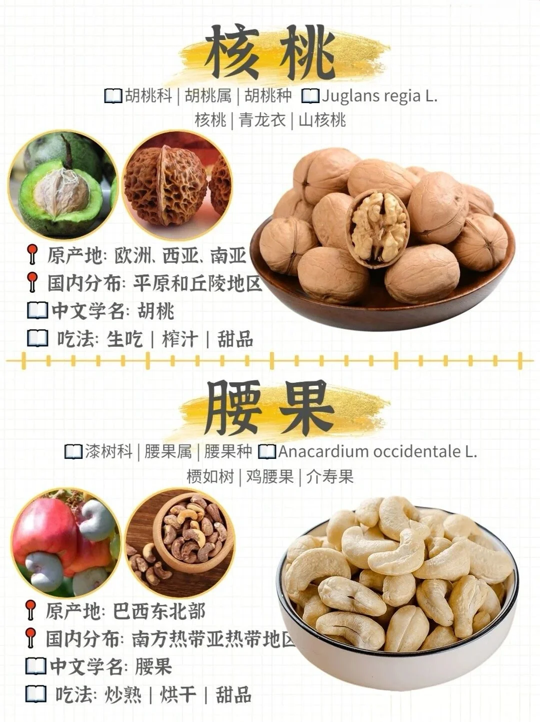 哪种坚果最好吃！坚果图鉴