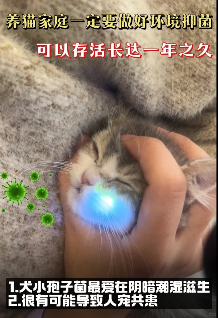 养猫搬家必看！小心皮肤病乘虚而入