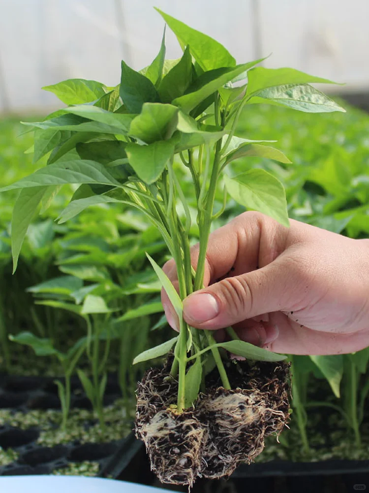 雨水节气到，适合种什么菜？注意事项有哪些