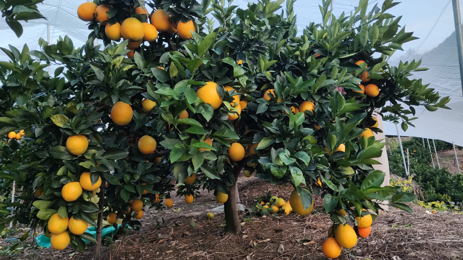 农村产业振兴 ，助农产品