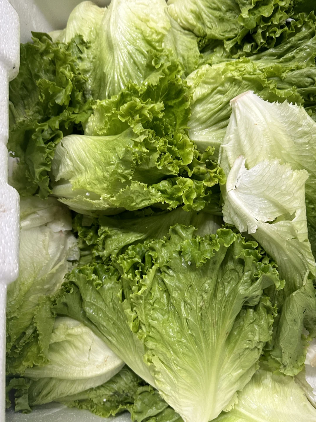 餐厅供应商