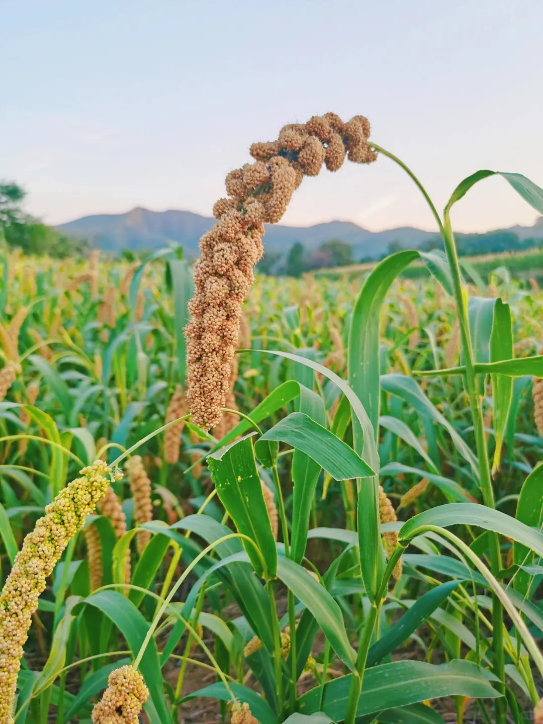 家人健康就选谷田梦小米，原生态营养佳品