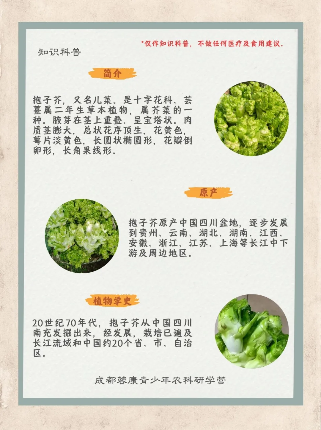 ［知识科普］儿菜