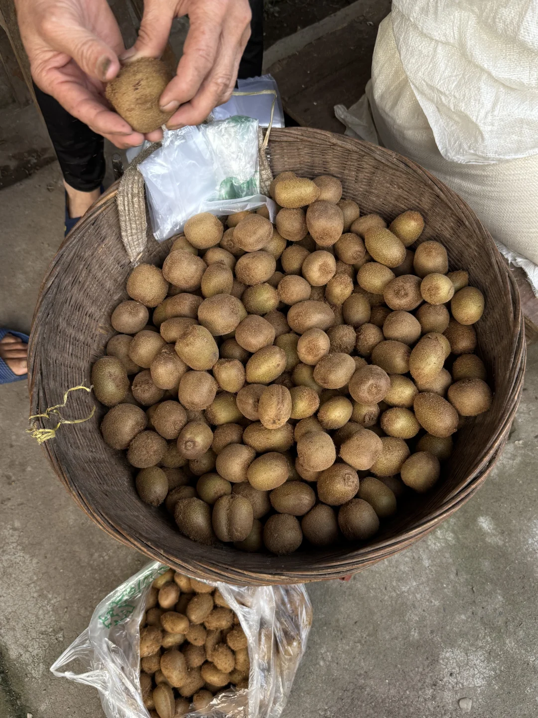 “靠山吃山：大山里这个季节吃啥…..”