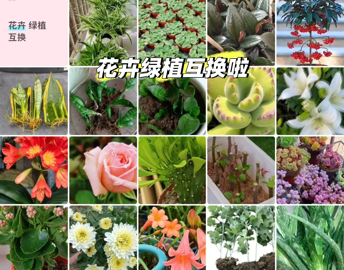 花卉绿植互换