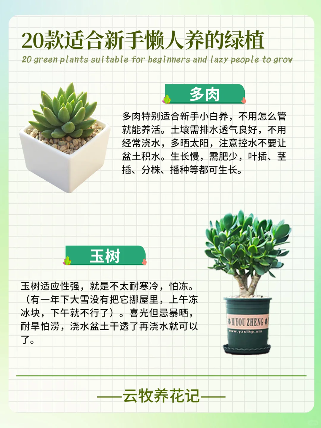 20款好养易活的绿植~新手、懒人小白必备！