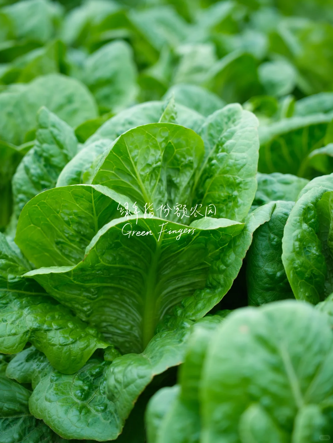 开春蔬菜大狂欢