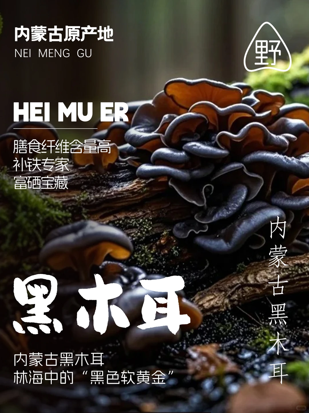 黑木耳｜林海中的“黑色软黄金”