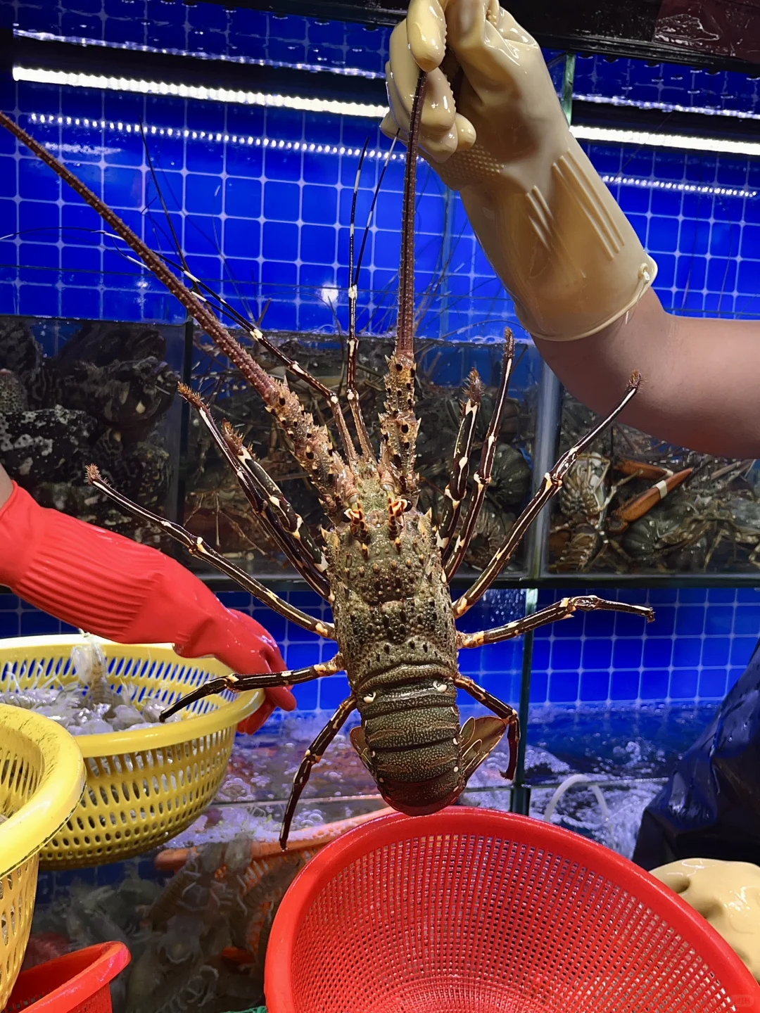 不踩雷！在三亚第二市场购鲜的全记录?