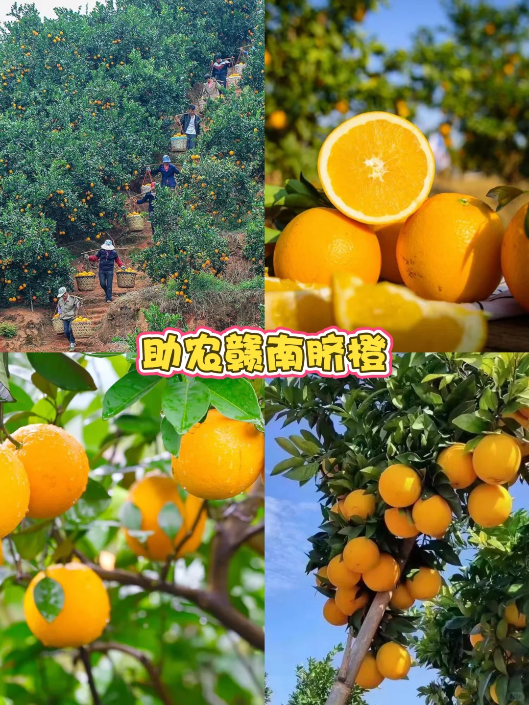 爱心助农行动！联系我们，传递爱心