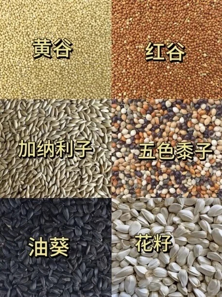 自己的鸟儿肯定要自己配粮食