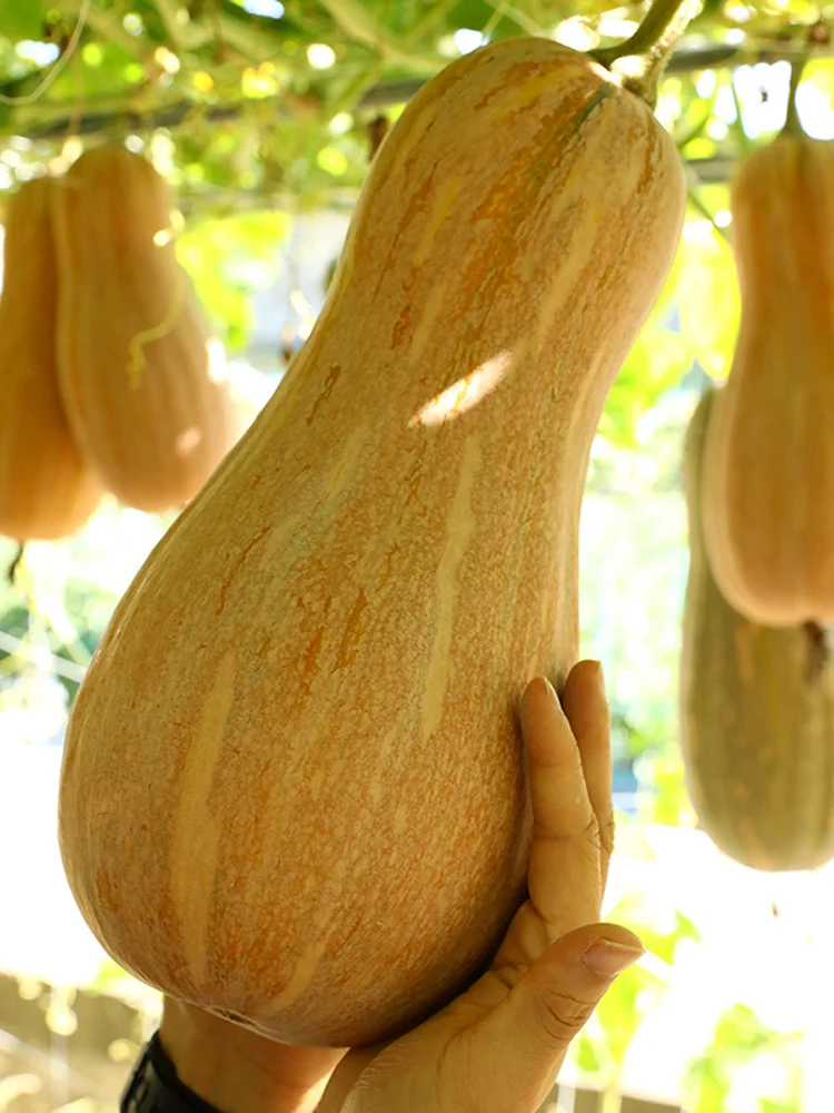 春天种上这6种菜，能吃几个月根本摘不完