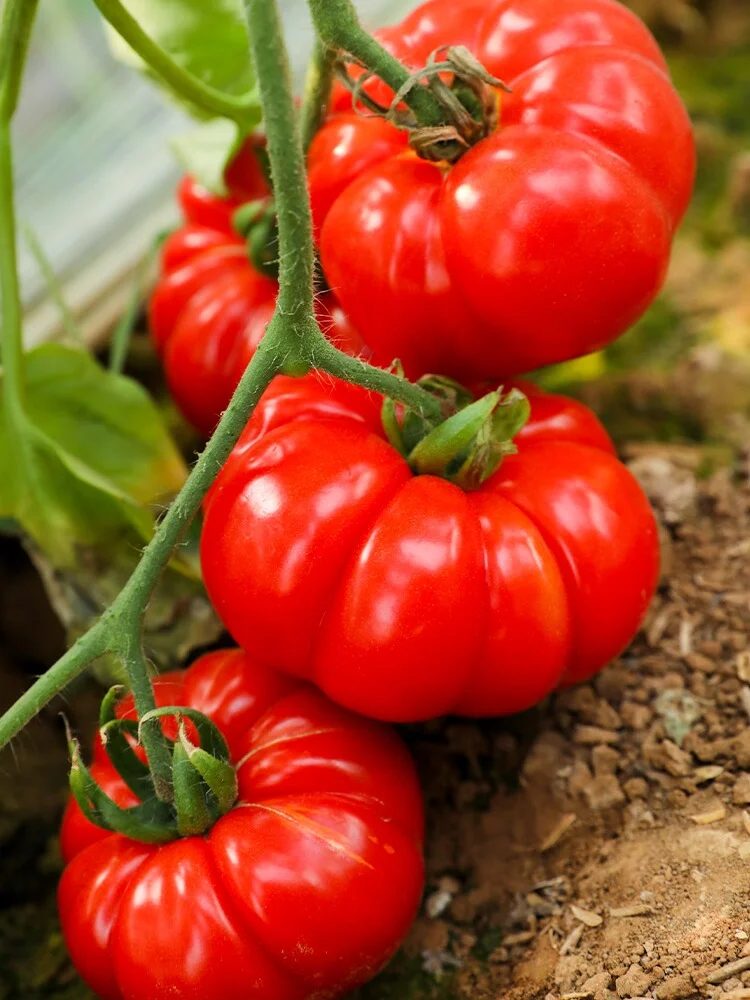 春天种上这6种菜，能吃几个月根本摘不完