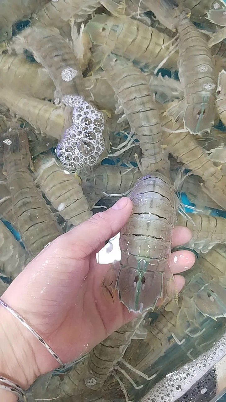 陈记川味海鲜加工店、林旺市场109号、