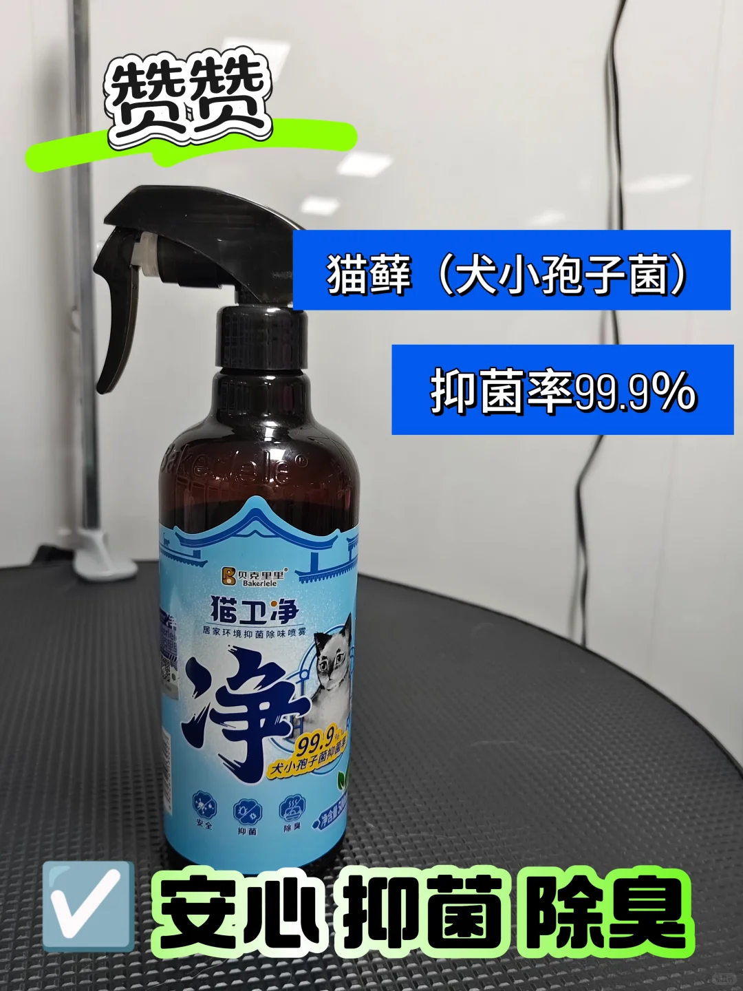 养猫搬家必看！小心皮肤病乘虚而入