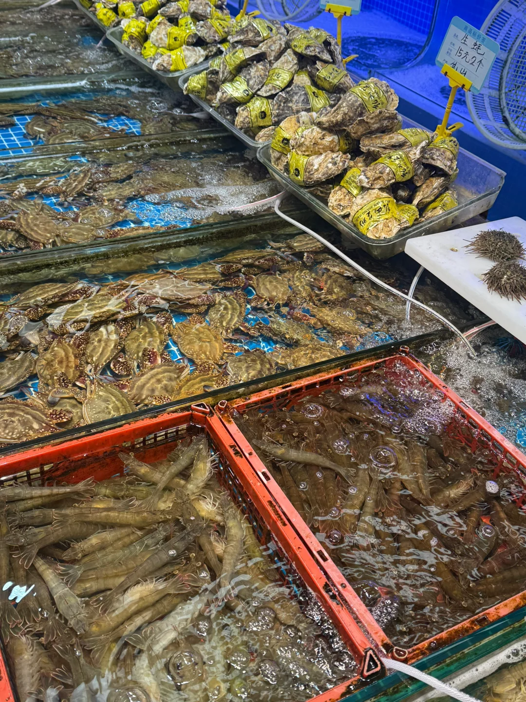 青岛淡季海鲜价格！海鲜加工本地人带你避雷✅