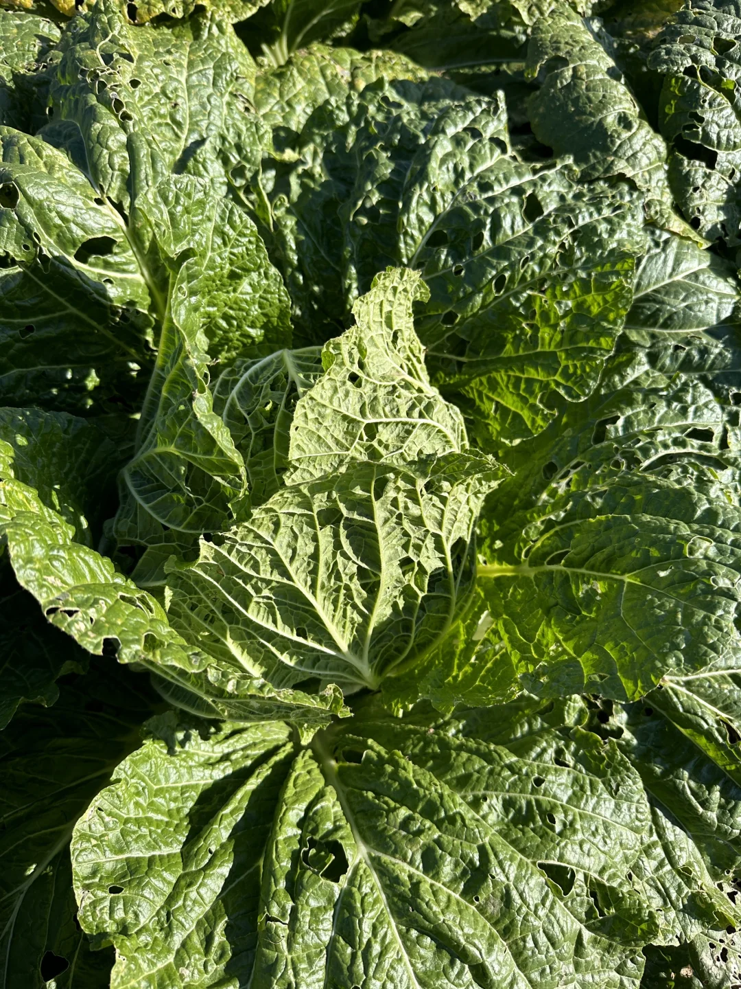 自家种的有机大白菜，留一部分给?吃