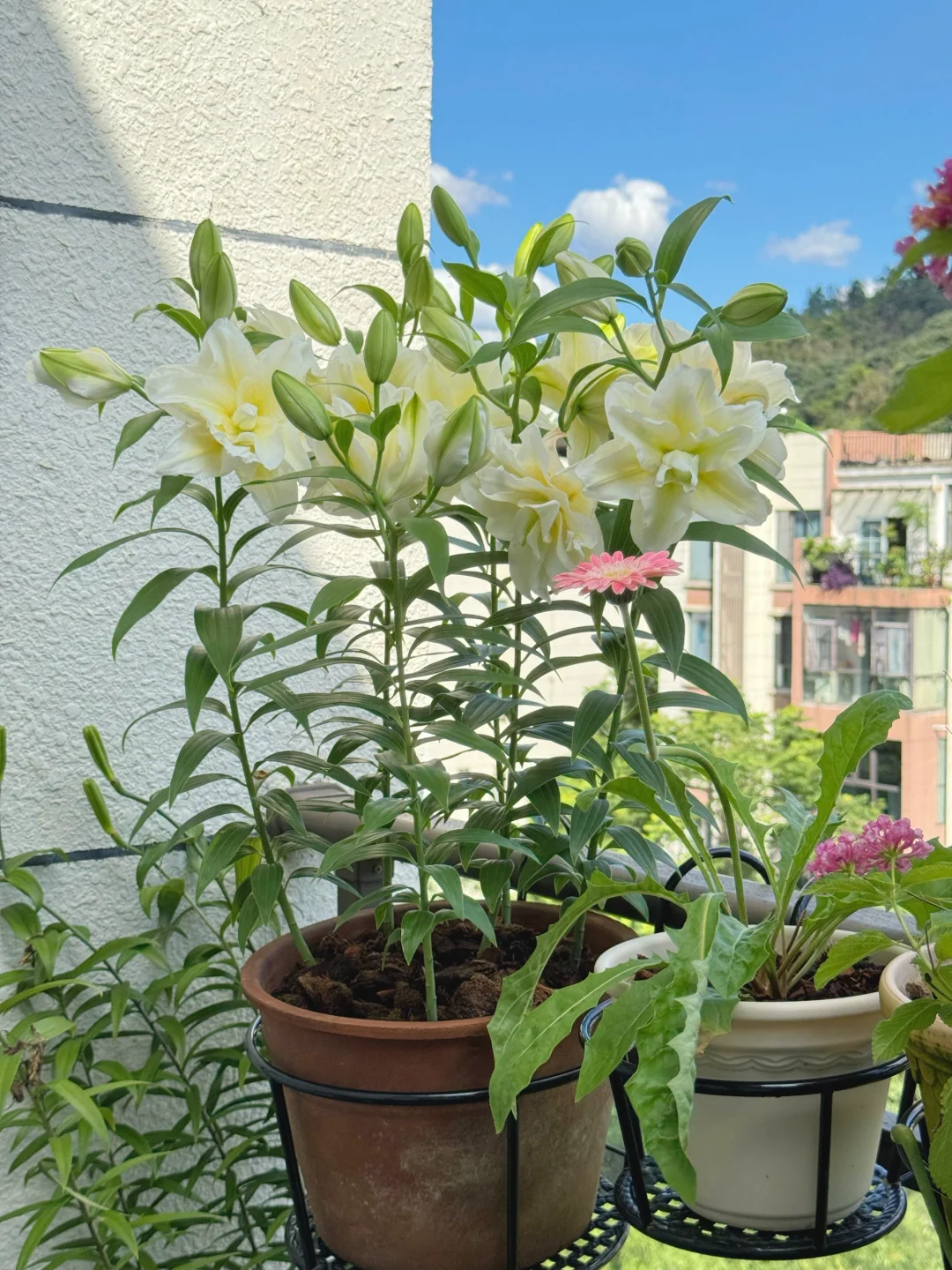 顶着38度高温开花的百合