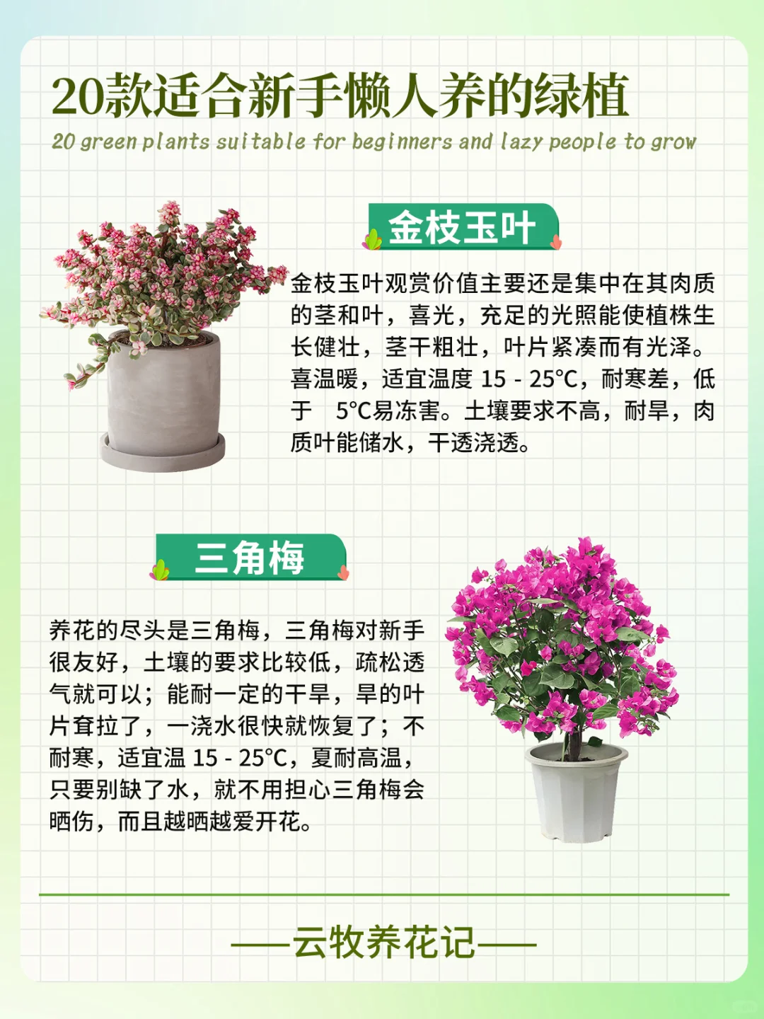 20款好养易活的绿植~新手、懒人小白必备！