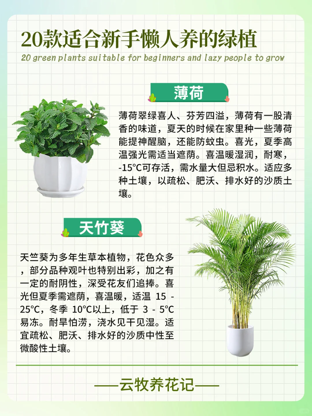 20款好养易活的绿植~新手、懒人小白必备！