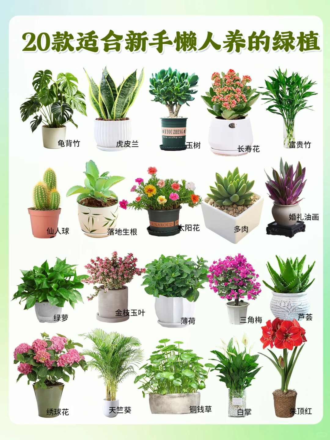 20款好养易活的绿植~新手、懒人小白必备！