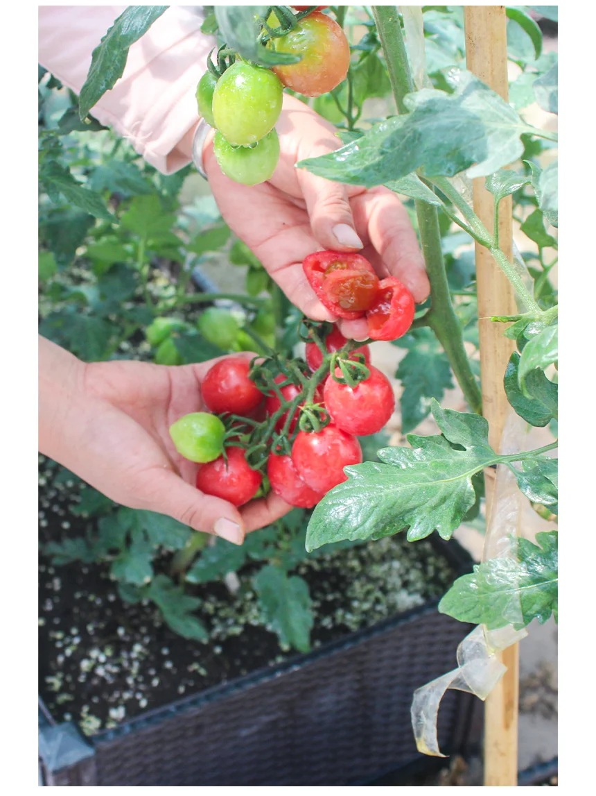 春天种上这6种菜，能吃几个月根本摘不完