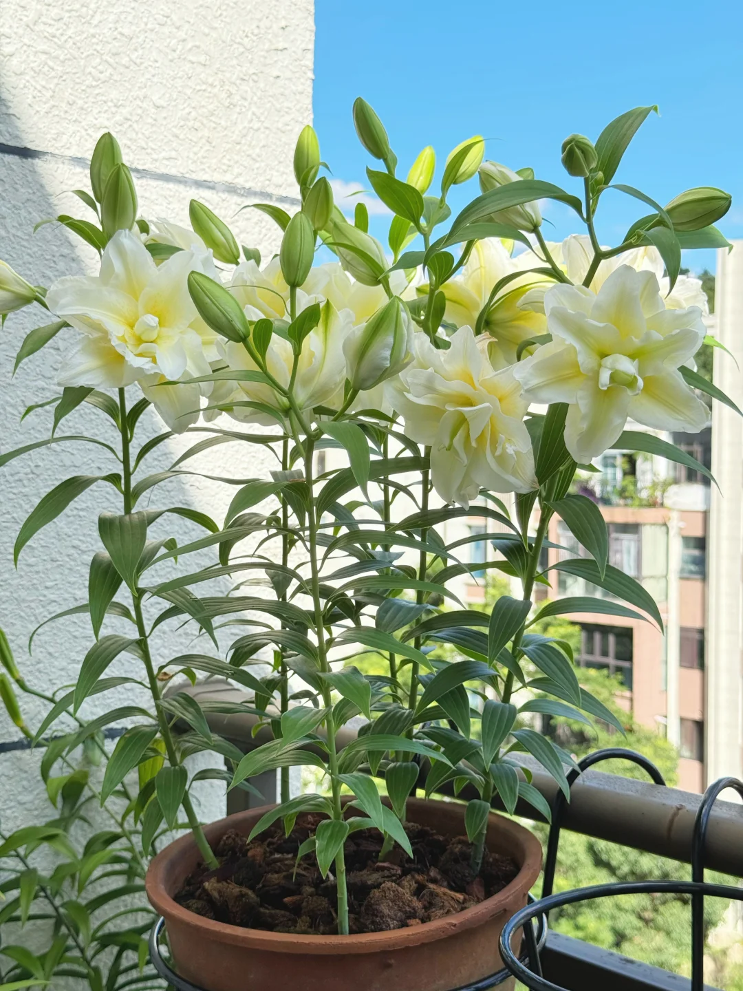 顶着38度高温开花的百合