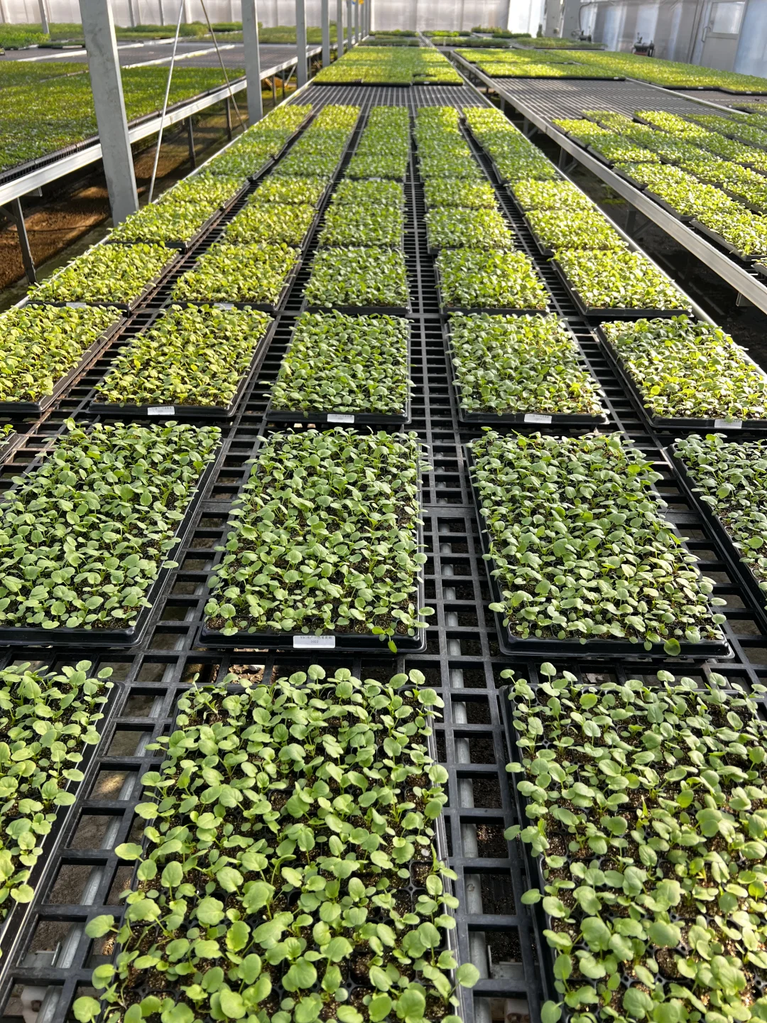 厉害了，“谢径安”！