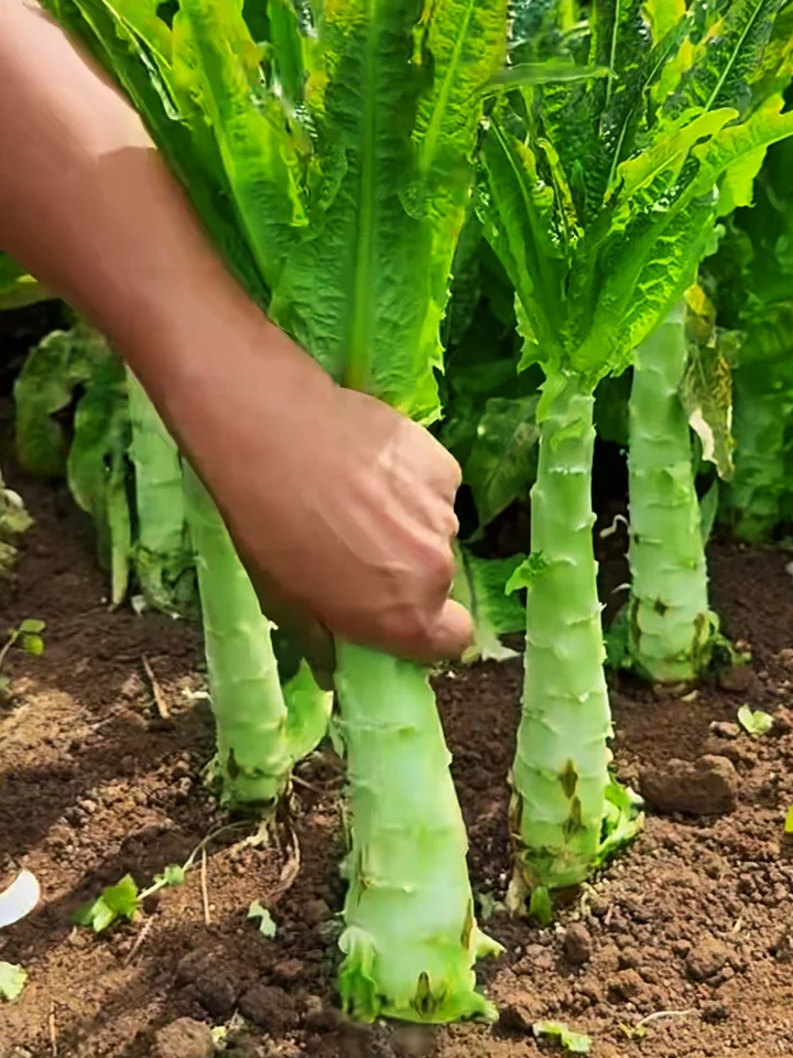 【莴笋种植日记：从绿意萌动到餐桌上的清新】